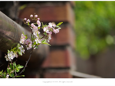 [4월 분홍꽃나무] 산앵두꽃 - 삼청동 골목에서
