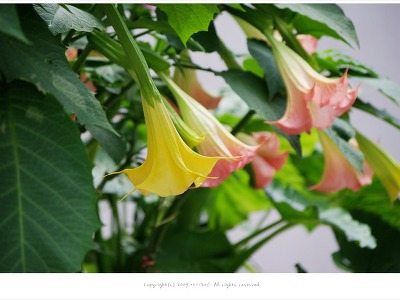 엔젤트럼펫(천사의나팔) - 독성식물