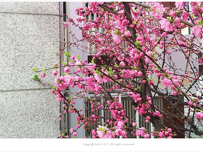 [4월 꽃나무] 겹꽃으로 화사하게 핀 만첩풀또기