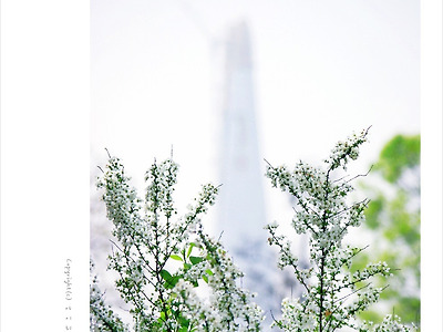 [4월 흰색꽃나무] 조팝나무꽃 - 올림픽공원 봄야생화