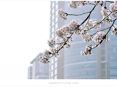 [4월 꽃나무] 석촌호수 벚꽃 향기