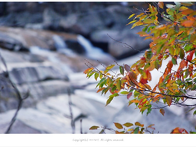 설악산 비선대 계곡에서 만난 가을단풍