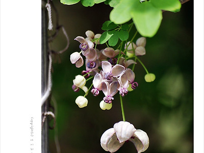 [4월 자주색꽃나무] 으름덩굴꽃(임하부인)- 올림픽공원 야생화