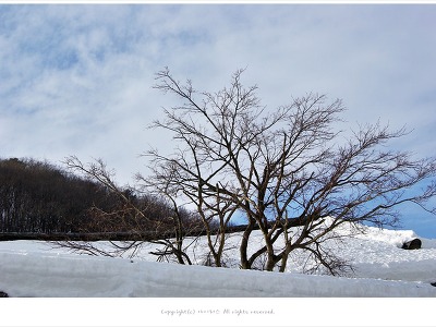 [겨울풍경] 설악산 신흥사 겨울나무