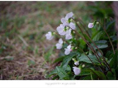 [4월 야생화] 연분홍빛이 도는 제비꽃