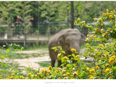 과천 서울대공원 - 코끼리