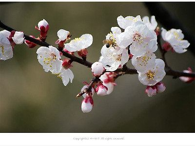 [3-4월 연분홍꽃나무] 살구꽃 - 춘천 라데라콘도