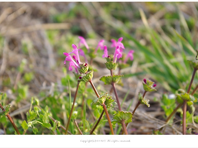 [3-4월 분홍색 야생화] 광대나물 효능과 먹는방법 - 들풀.봄나물