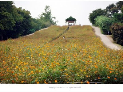 올림픽공원 들꽃마루 황화코스모스와 풍접초