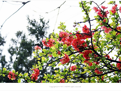 [4월 붉은꽃나무] 명자나무꽃