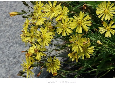 씀바귀 효능과 나물로 먹는방법- 약용식물/봄나물/들꽃