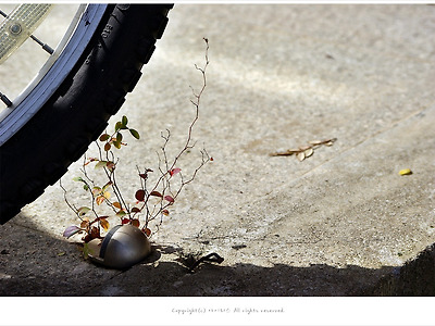 자전거 바퀴아래에서 피어난 가을 - 파주 헤이리