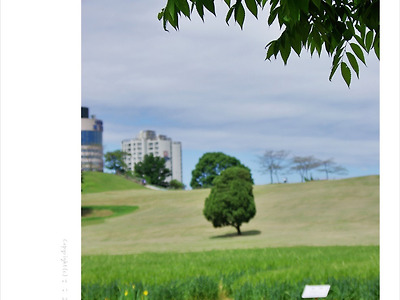 올림픽공원 - 의연하게 홀로 서 있는 나홀로나무와 청보리
