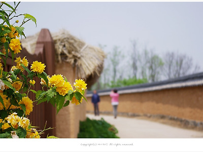 [4-5월 노란꽃나무] 죽단화( 겹황매화) - 안동 하회마을에서