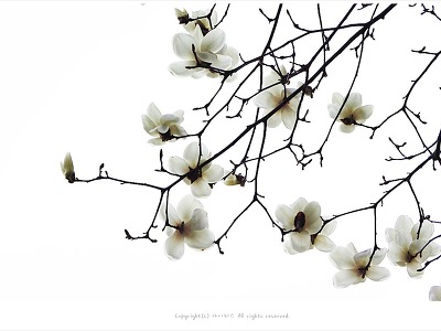 [3월 꽃나무] 목련(신이화)