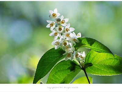 [5월 흰색꽃나무] 빈도리(일본말발도리)꽃 - 속이비어있는 나무