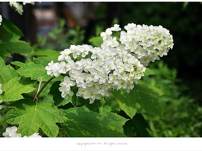 [6월 흰꽃나무] 떡갈잎수국 겹꽃- 스노우플레이크