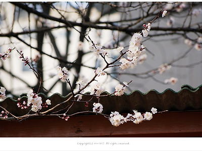 [3월 꽃나무] 화사한 연분홍 살구꽃 - 사당동에서