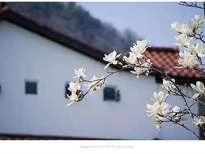 [4월 흰색꽃나무] 목련꽃 향기 - 금산 하늘물빛정원