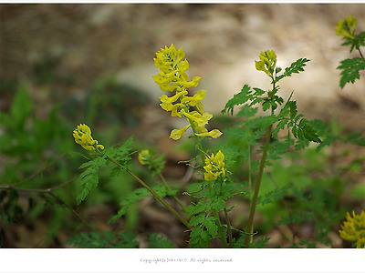 [4월 노란색야생화] 산괴불주머니 이야기 - 경사면 지피식물