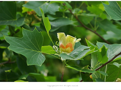 백합나무(튤립나무) 효능 - 해수.천식.호흡관란/약용식물/ 5월 꽃나무