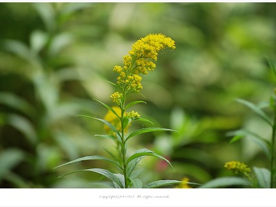 미국미역취(서양미역취) - 6월에 피는 노란꽃/귀화식물