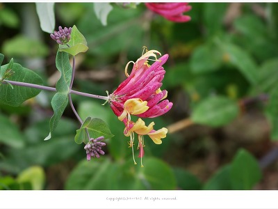 [6월 꽃나무] 붉은인동 (페리클리메눔인동 '벨기카') - 가평 호명호수에서