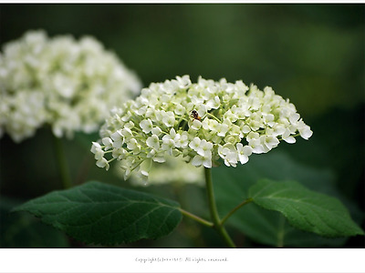 [6월 흰꽃나무] 미국수국 아나벨(애나벨,안나벨)