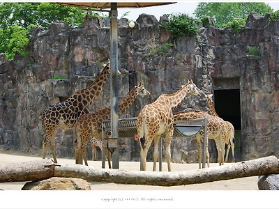 과천 서울대공원 제1아프리카관 - 초원의 신사 기린