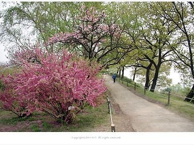 올림픽공원 4월 야생화와 봄꽃을 담기 위한 나홀로 봄출사