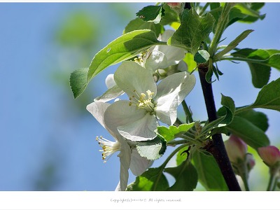 [4월 흰색꽃나무] 사과나무꽃과 열매 이야기 - 올림픽공원 야생화학습장에서