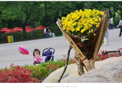 팬지 꽃지게 - 서울대공원