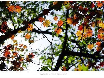 [가을풍경] 설악산 당단풍나무의 단풍