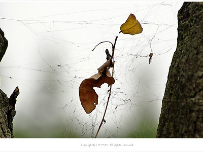 [감성모드] 거미줄에 걸린 가을 몸부림 - 선유도공원