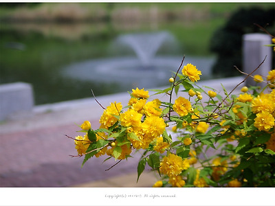 [4월 노랑꽃나무] 죽단화(겹황매화) - 올림픽공원 봄꽃