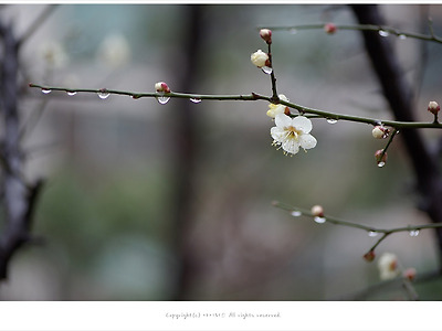[3월 꽃나무] 빗방울 맺힌 매화꽃 - 사당동에서