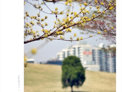 [올림픽공원 출사] 4월에 만난 봄꽃과 토끼.직박구리
