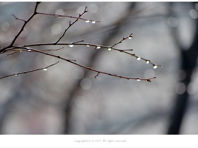 [봄풍경] 나뭇가지에 맺힌 물방울 - 봄비오는날