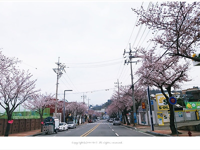 여수 공화동의 아름다운 벚꽃길과 벚꽃소풍 거리축제