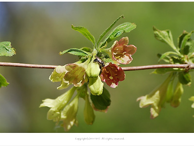 [4월 꽃나무] 병꽃나무 이야기 - 특산식물/용문산 야생화