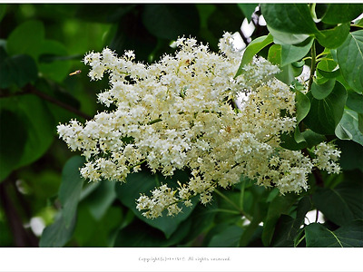 [5-6월 흰색꽃나무] 향기로운 개회나무(토종라일락) 이야기