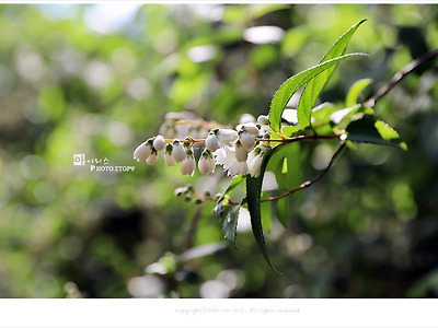 [5월 흰색꽃나무] 겹겹이 하얀꽃잎 만첩빈도리 - 올림픽공원 야생화