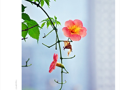 [7월 주황색꽃나무] 양반꽃 능소화 - 올림픽공원에서