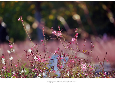 올림픽공원 야생화단지 분홍가우라꽃(홍접초.나비바늘꽃)