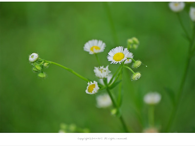 [7월 흰색야생화]  밭잡초 개망초(풍년초) 꽃향기