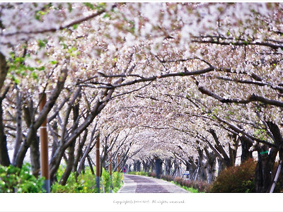 부산벚꽃명소, 대저생태공원 30리 벚꽃길