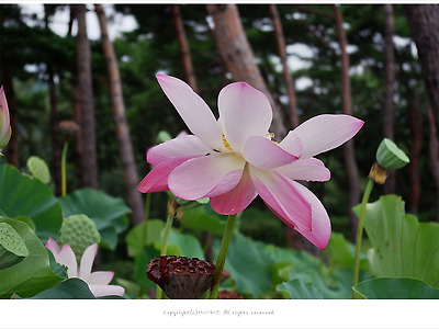 연꽃 이야기 - 다산의 징표,극락세계를 상징하는 꽃