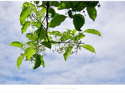 [5월 연녹색꽃나무] 작고 연한녹색 참빗살나무꽃