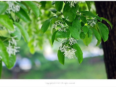 [5월 흰색꽃나무] 이팝나무(입하목.쌀나무.눈꽃나무)꽃 이야기