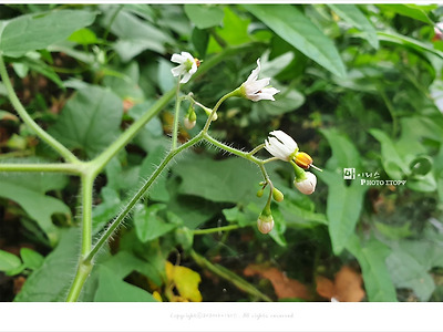 야생화 배풍등꽃과 효능 - 중풍을 물리치는 약용식물